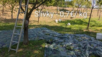 Slivky na kvas - 2