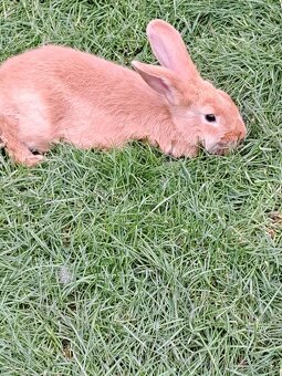 Predám  burgundských krälikov - 2