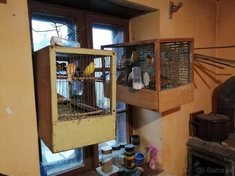 Predám kanárikov - 2