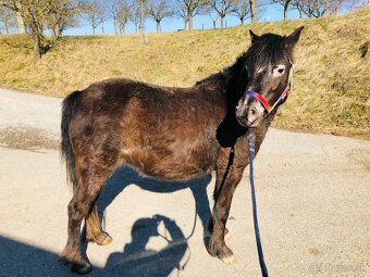 Predam pony kobylku - 2