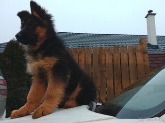 Stena nemeckého ovčiaka - 2