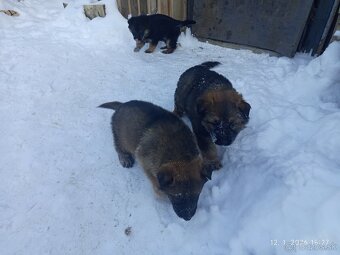 Nemecký ovčiak - 2