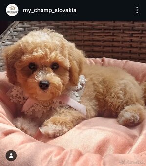 Salón pre psov, strihanie psov Bratislava - 2