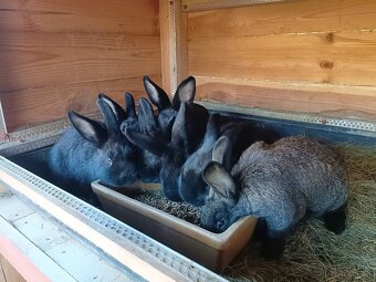 Predám mladé králiky - 2