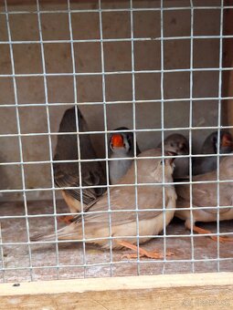 Zebrička austrálska - 2