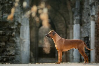 Rhodesian Ridgeback šteniatka s PP - 2