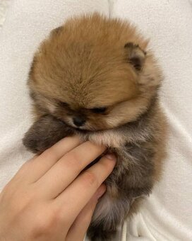 Pomeranian mini - 2