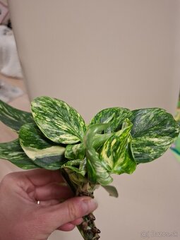 Monstera Cobra aurea - 2