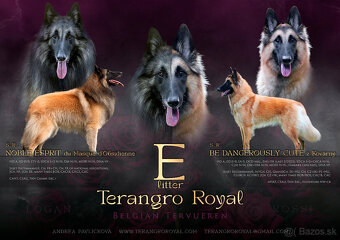 Belgický ovčiak Tervueren - štěňátka s PP - 2
