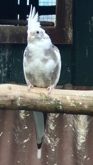 Korela Bielohlavá - 2