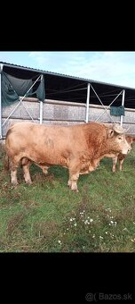 Predám býka - 2