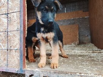 Nemecký ovčiak - 2