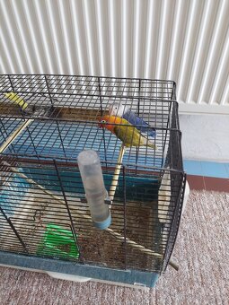 Agapornis fisher - 2