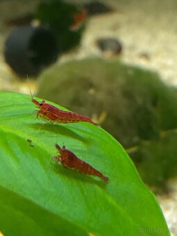 Predám červené krevetky - 2