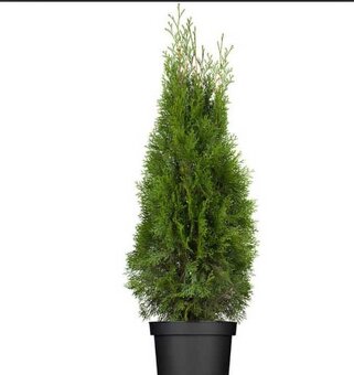 Kúpim Tuje + Varinovec - 2