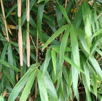 Planty bambus odkopy zakorenené stalozelený mrazuvzdorný - 2
