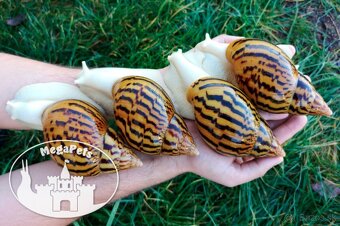 Africké slimáky Achatina achatina / Terárium gekón škrečka - 2