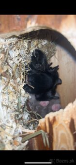 Osmák degu - 2