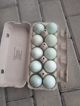 Araucana - 2