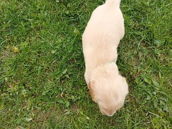 Zlatý retriever šteniatka - 2