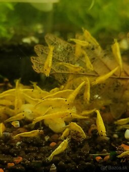 Krevetky neocaridina - 2