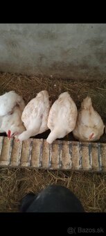 Kurčaťa za Výhodnú cenu - 2