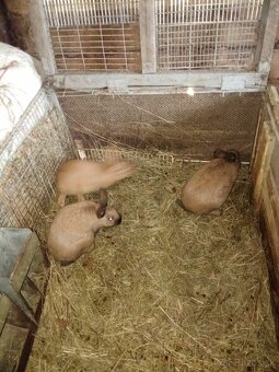 Predám burgundske králiky - 2