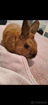 Darujem zajacika - 2