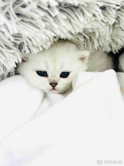 Britská strieborná činčila - 2