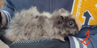 Morské prasiatka - 2