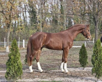 krásny mladý žrebec - 2