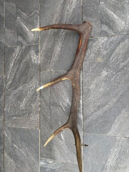 Parožie, parohy, zhody, trofej - 2