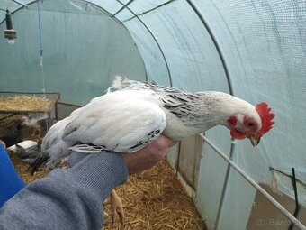 Mladý kohút do chovu - 2