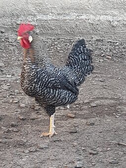 Predám kohúty. - 2