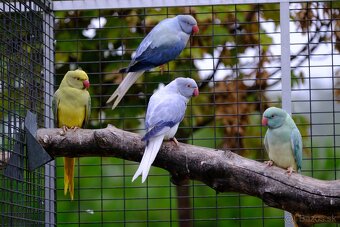 Alexander malý aqua - 2