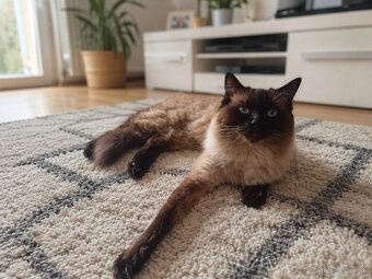 Ragdoll Seal Colorpoint kocúrik - 2