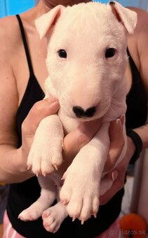 Miniatúrny bulteriér,  minibulterier , minibull - šteniatka - 2