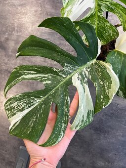 Monstera ALBO VARIEGATA - 2