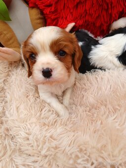 Cavalier king charles spaniel - 2