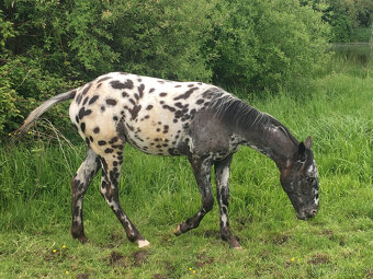 Appaloosa - ročná kobyla čierny leopard - 2