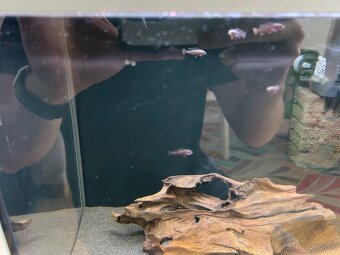 Pseudotropheus Mpanga - 2