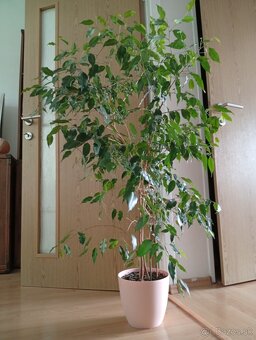 Predám kvet FICUS - 2
