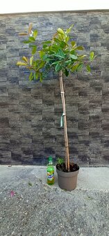 Photinia - červienka - Red Roses na kmienku 180 cm - 2