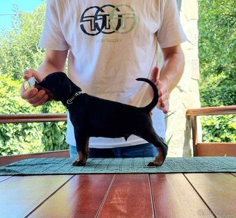 Doberman s PP - 2