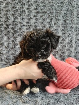 Ruská farebná bolonka s PP – šteniatka z CHS Tlapky radosti - 2