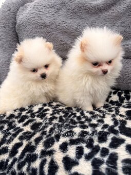 Špic, nemecký špic, pomeranian, oranžový špic - 2