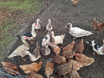 Čínske kačice - 2