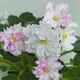 Sadenice rastlín - šľachtené africké fialky - 2