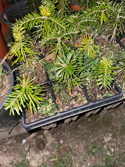 Kaukazská jedľa - 2