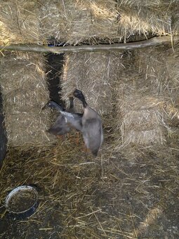 Predám indické bežce - 2